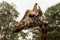 Closeup of a endangered Rothschild giraffe