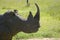 Closeup of endangered White Rhino at Lewa Wildlife Conservancy, North Kenya, Africa