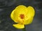 Closeup of endangered yellow water lily in full bloom one petal opening on dark background