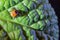 Closeup of engorged dog tick crawling on green leaf