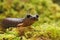 Closeup of an Ensatina eschscholtzii lunglmess salamander from South Oregon