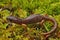 Closeup on an Ensatina eschscholtzii salamander sitting on green moss