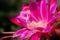 Closeup on Epiphyllum orchid cactus flower stigma and stamen.