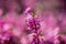 Closeup of Erica carnea in a field under the sunlight with a blurry background and bokeh effect