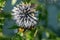 Closeup of an eryngo or sea holly plant, an insect hidden under the flower