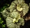 Closeup of an Escargot Begonia Plant in the garden