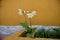 Closeup of Eucharis flowers on the backyard with yellow walls in the background