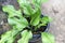 Closeup Eucharis green leaves in pot, selective focus