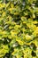 Closeup of euonymus fortunei - background, texture