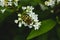 Closeup of a Eurasian bee beetle perched on a white flower