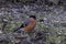 Closeup of a Eurasian bullfinch perched on the ground