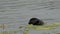 Closeup of Eurasian or common coot or Australian coot during winter migration at keoladeo ghana national park or bharatpur