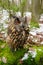 Closeup Eurasian eagle-owl