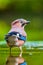 Closeup of a Eurasian jay Garrulus glandarius bird drinking, washing, preening and cleaning in water