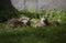 Closeup of Eurasian otters on the ground in the Marwell Zoo, England