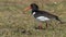 Closeup Eurasian oystercatcher (Haematopus ostralegus) on grass