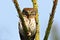 Closeup of eurasian pygmy owl