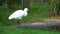 Closeup of a eurasian spoonbill preening its feathers, common bird specie from Eurasia