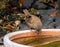 Closeup Eurasian wren sitting on a pot