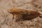 Closeup on the European alder spittlebug, Aphrophora alni, sitting on a stone