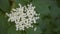 Closeup of European black elder or elderberry blooming