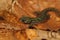 Closeup on the European colorful green, near threatened Portuguese Pygmy marbled newt, Lissotriton pygmaeus