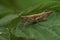 Closeup on the European common field grasshopper, Chorthippus brunneus sitting on a green leaf