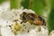 Closeup on the European drone fly, Eristalis arbustorum, sitting on white hawthorn flowers