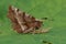 Closeup on the European early thorn geometer moth , Selenia dentaria, sitting with closed wings