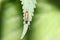 Closeup of a European earwig on a leaf in a field under the sunlight