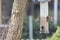 Closeup of a European goldfinch perched on a tree branch against a bird feeder with two goldfinches