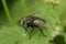 Closeup on a European hairy tachinid fly, Eurithia anthophila, sitting on a green leaf