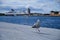 Closeup of a European herring gull found walking on a stone surface