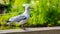 Closeup of a european herring gull, popular and common wild bird specie in europe