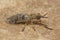 Closeup on a European horse or cleg fly, Haematopota italica sitting on stone