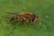 Closeup on a European hoverfly species, Epistrophe eligans sitting on a green leaf