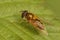 Closeup on a European hoverfly species, Epistrophe eligans sitting on a green leaf in the garden