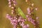 Closeup on the European long winged cone-head bush cricket, Conocephalus fuscus sitting in Heather