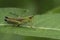 Closeup on the European meadow grasshopper, Pseudochorthippus parallelus