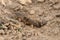 Closeup of European mole cricket digs the soil