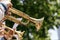 Closeup of European musicians playing on a golden trumpet.