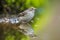 Closeup of a European pied flycatcher bird, Ficedula hypoleuca, perching on a branch, singing