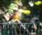 Closeup of an european robin bird