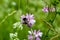 Closeup on a European small garden bumblebee, Bombus hortorum, drinking nectar form a purple thistle flower