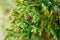 Closeup of european thuja cones on green leaf background