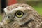 Closeup on the European yellow-eyed little owl of Minerva, Athene noctua