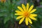 Closeup of an Euryops Pectinatus, in the family Asteraceae.