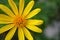 Closeup of an Euryops Pectinatus, in the family Asteraceae.