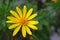 Closeup of an Euryops Pectinatus, in the family Asteraceae.