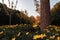 Closeup of Euryops pectinatus, the gray-leaved euryops in the park.